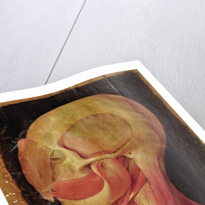 Anatomical drawing of the human head by Hieronymus Fabricius ab Aquapendente