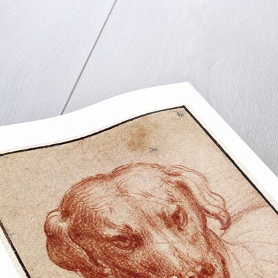 Head of a Dog by Parmigianino