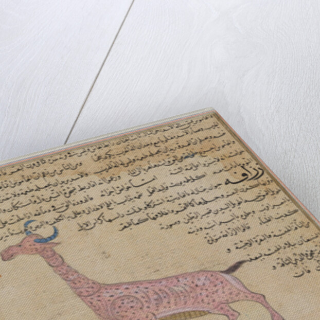 Ms E-7 fol.180 A Giraffe by Islamic School