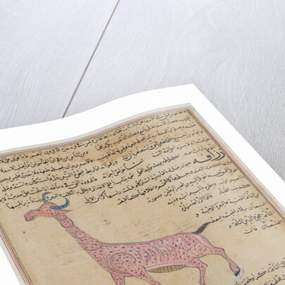 Ms E-7 fol.180 A Giraffe by Islamic School