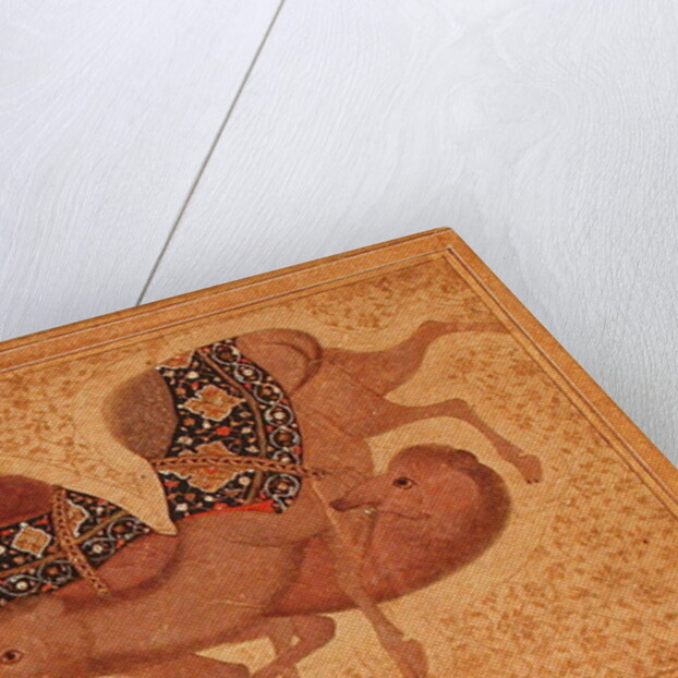 Two Camels Fighting, 1620 by Indian School