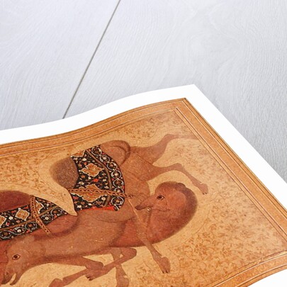 Two Camels Fighting, 1620 by Indian School