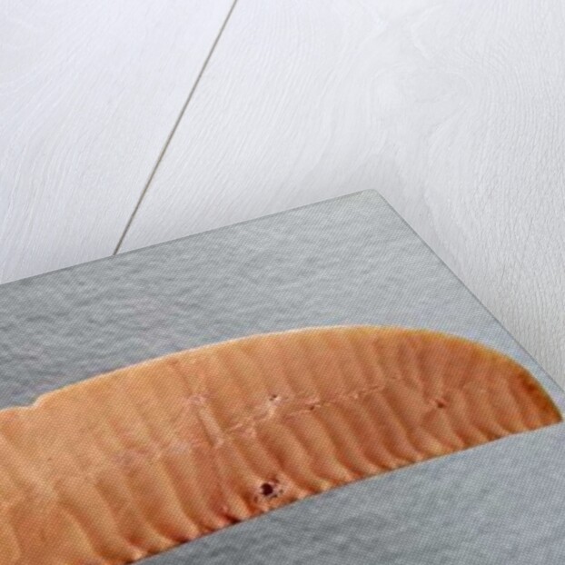 Knife blade, c.3000 BC by Predynastic Period Egyptian