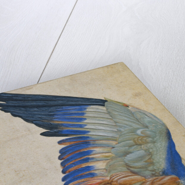 Wing of a Blue Roller by Hans Hoffmann