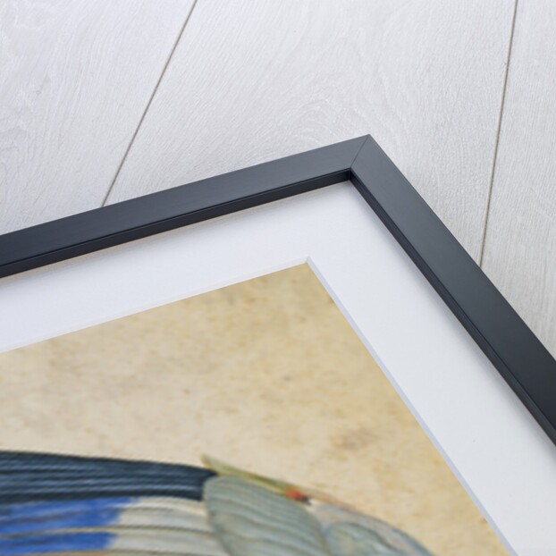 Wing of a Blue Roller by Hans Hoffmann