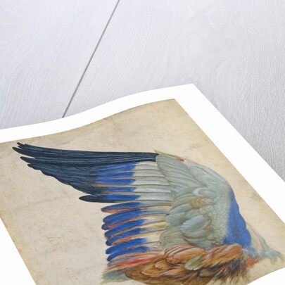 Wing of a Blue Roller by Hans Hoffmann