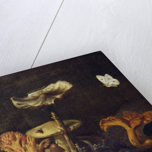 Still Life with Mushrooms and Butterflies by Otto Marseus van Schrieck