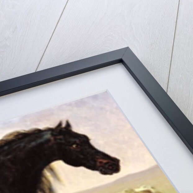 An Arabian Horse by Baron Antoine Jean Gros