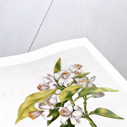 fol.71 Orange tree flower by Nicolas Robert
