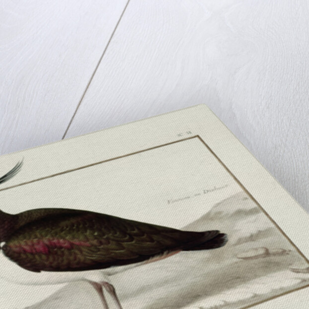 A Lapwing by Nicolas Robert