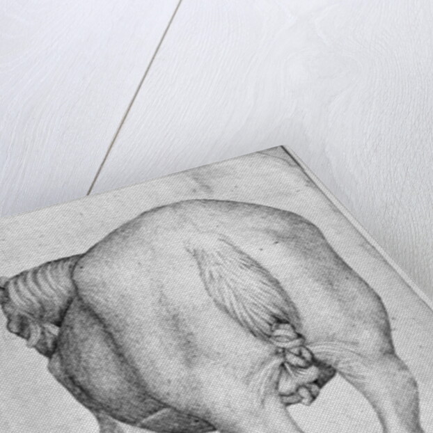 Horse by Antonio Pisanello