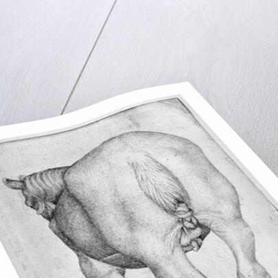 Horse by Antonio Pisanello