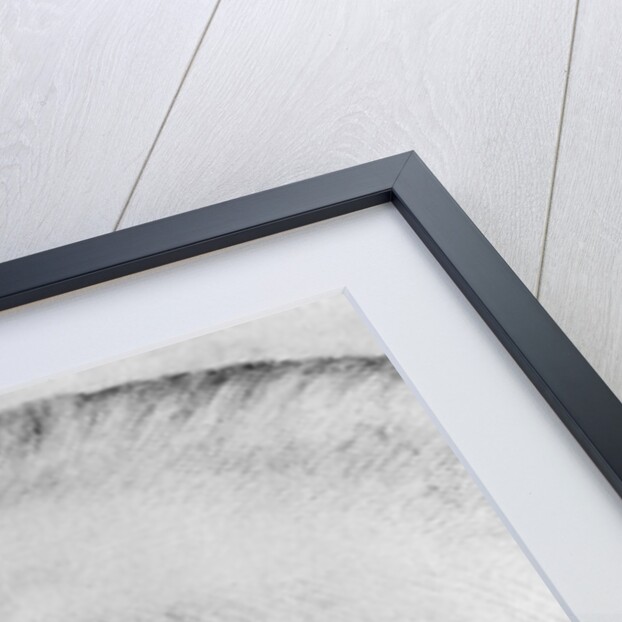 Head of a horse by Antonio Pisanello