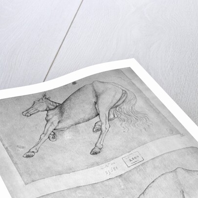 Dead horses by Antonio Pisanello