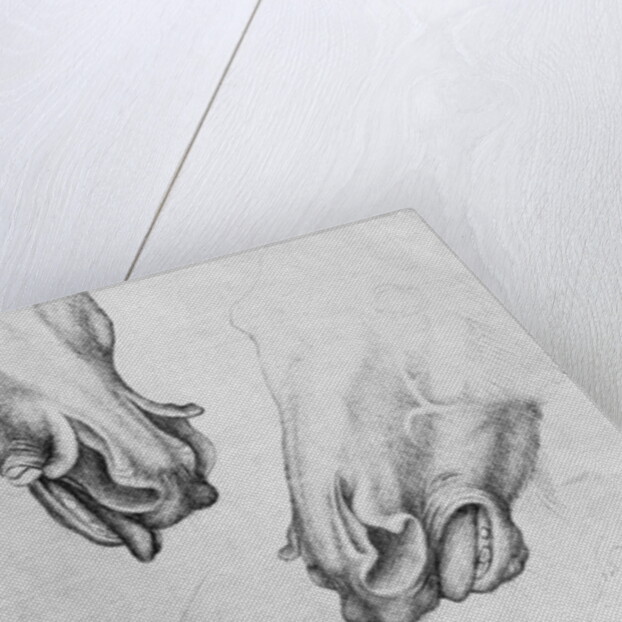 Slashed nostrils of horses by Antonio Pisanello