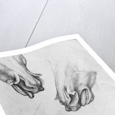 Slashed nostrils of horses by Antonio Pisanello