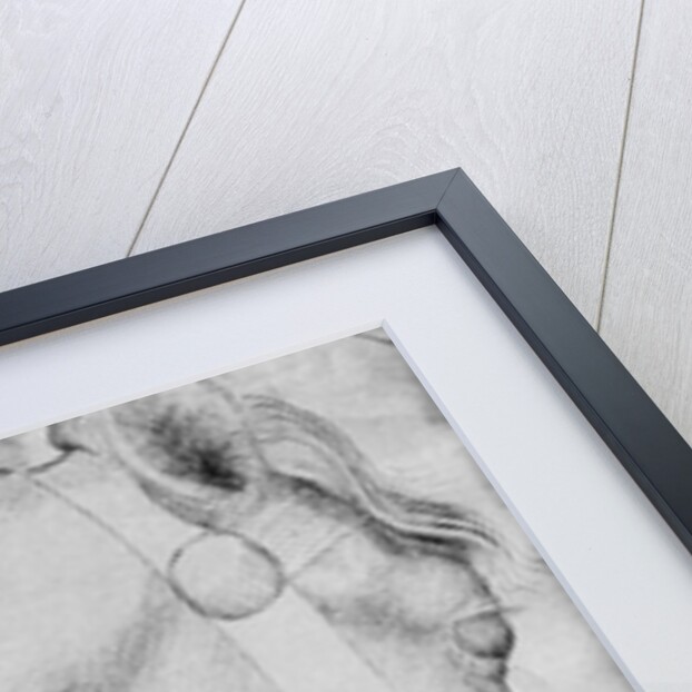 Head of a horse by Antonio Pisanello