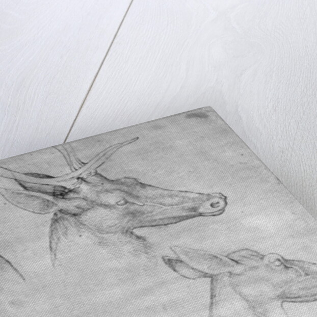Two heads of stags, one head of a doe by Antonio Pisanello