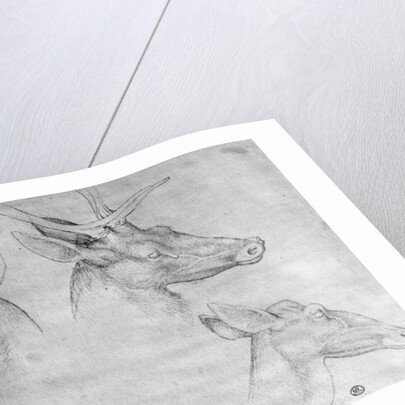 Two heads of stags, one head of a doe by Antonio Pisanello
