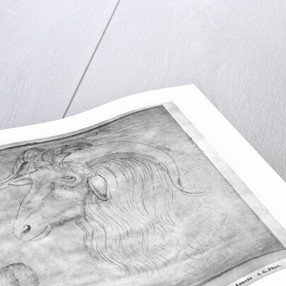 Ram and head of a ram by Antonio Pisanello