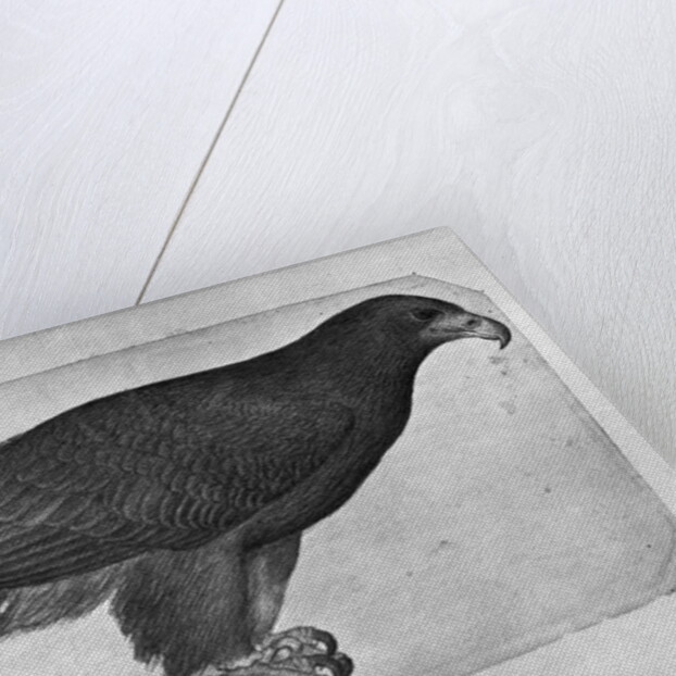 Hawk by Antonio Pisanello