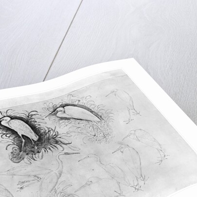 Fourteen egrets by Antonio Pisanello