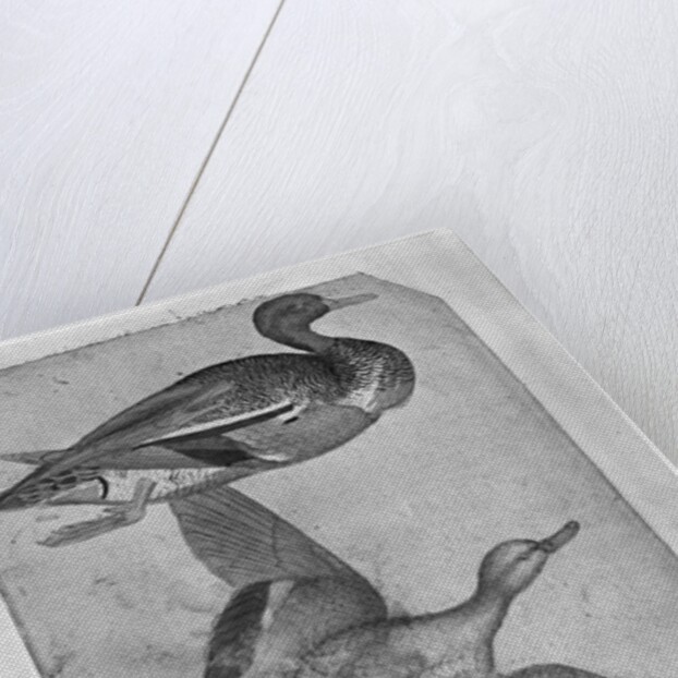 Ducks by Antonio Pisanello