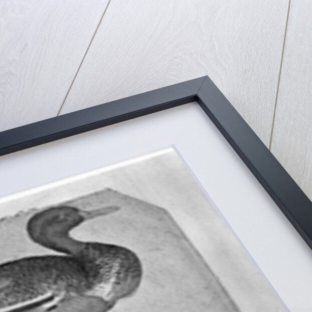 Ducks by Antonio Pisanello