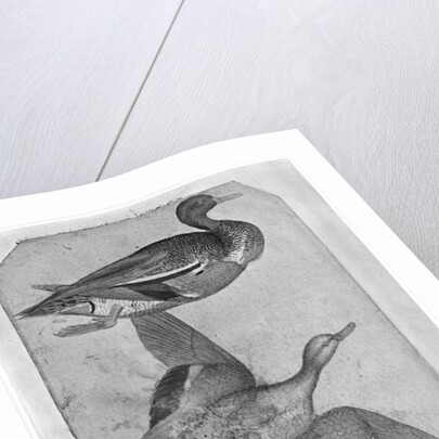 Ducks by Antonio Pisanello