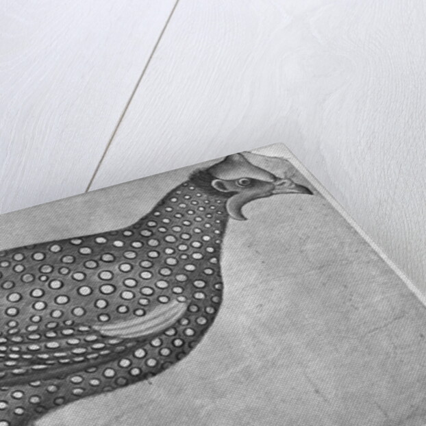 Guinea Fowl by Antonio Pisanello