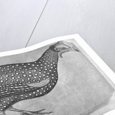 Guinea Fowl by Antonio Pisanello