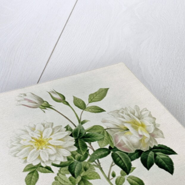 Aime Vibere by Pierre Joseph Redoute