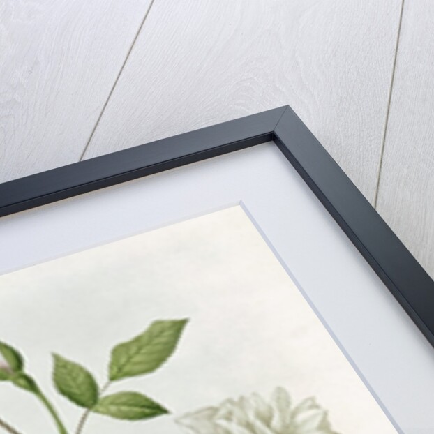 Aime Vibere by Pierre Joseph Redoute