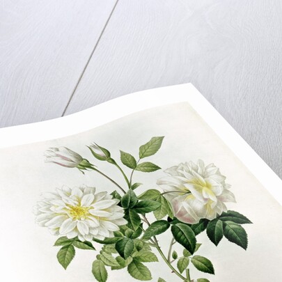 Aime Vibere by Pierre Joseph Redoute