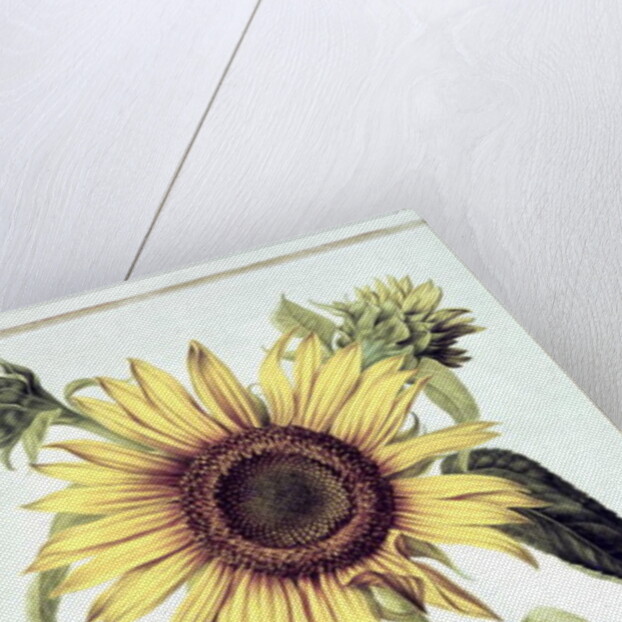 Helianthus Annuus by Nicolas Robert