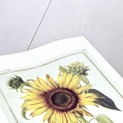 Helianthus Annuus by Nicolas Robert