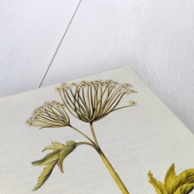 Angelica by Nicolas Robert