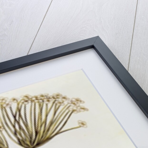 Angelica by Nicolas Robert