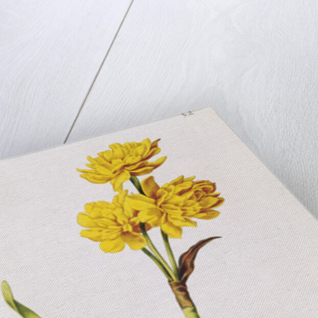 Jonquil by Nicolas Robert