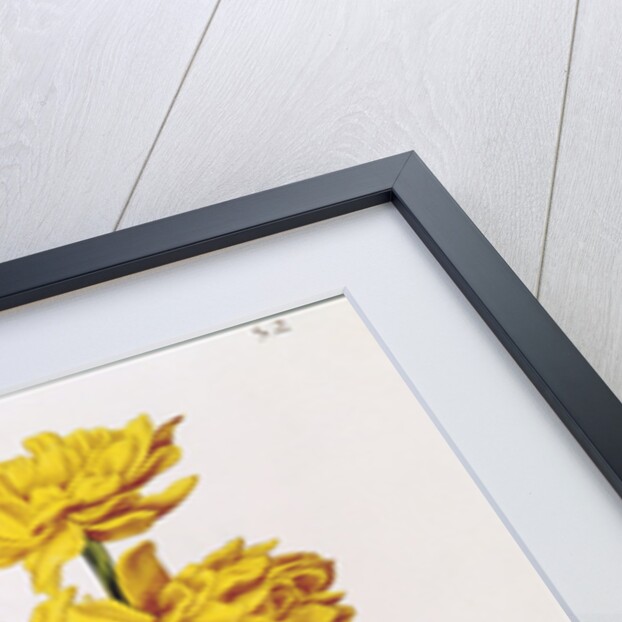 Jonquil by Nicolas Robert