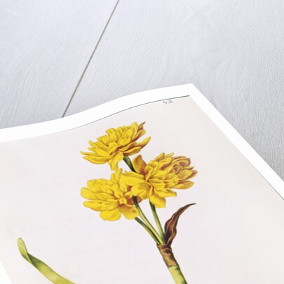 Jonquil by Nicolas Robert