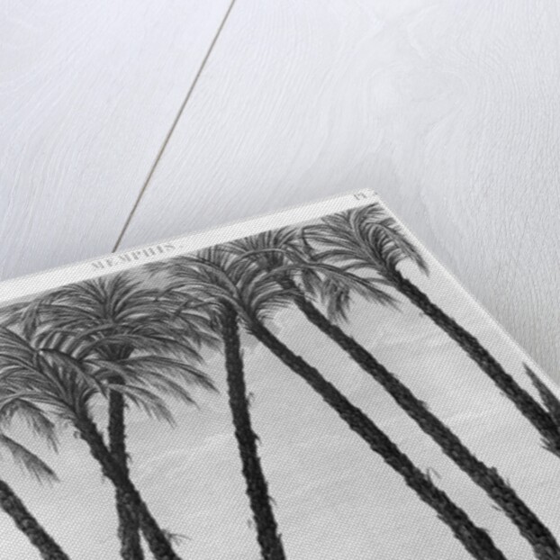 View of the ruins of Memphis seen from the south east by Andre Dutertre