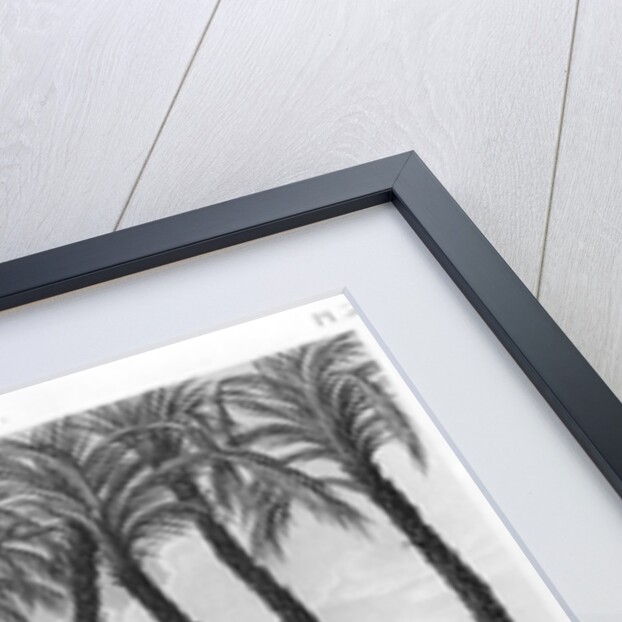 View of the ruins of Memphis seen from the south east by Andre Dutertre