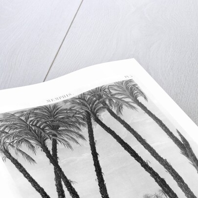 View of the ruins of Memphis seen from the south east by Andre Dutertre