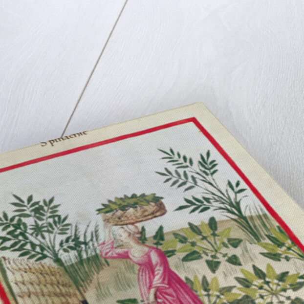 Ms 3054 f.24 Harvesting Spinach by Italian School