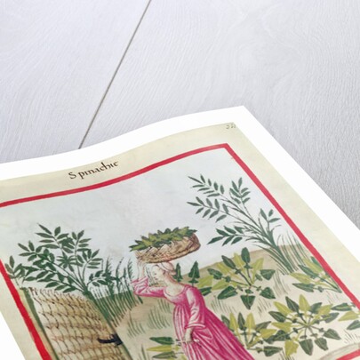 Ms 3054 f.24 Harvesting Spinach by Italian School