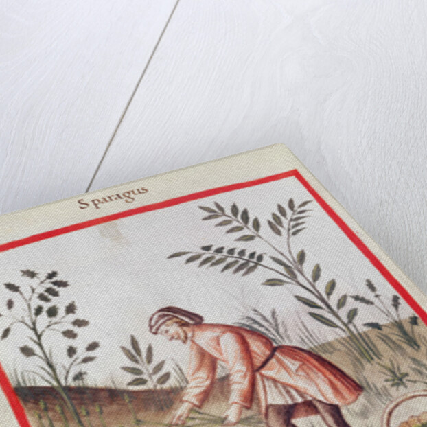 Ms 3054 fol.23v Harvesting Asparagus by Italian School