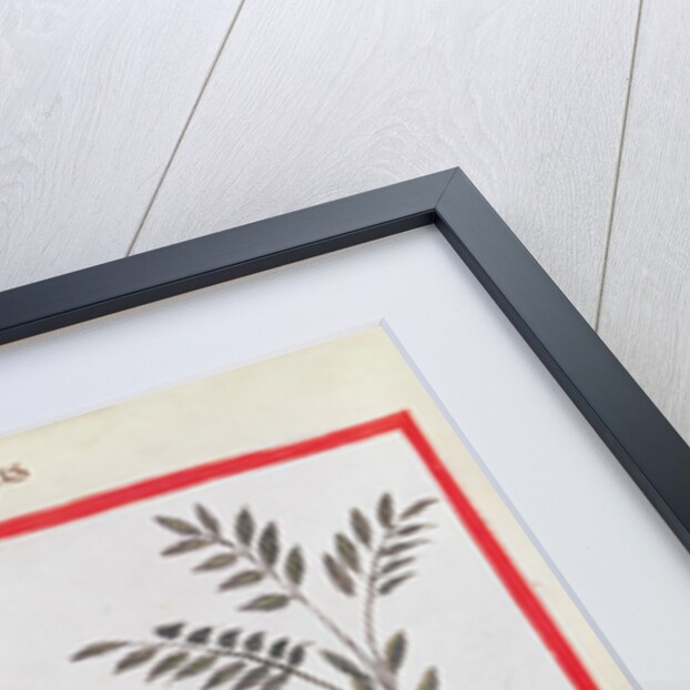 Ms 3054 fol.23v Harvesting Asparagus by Italian School