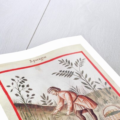 Ms 3054 fol.23v Harvesting Asparagus by Italian School