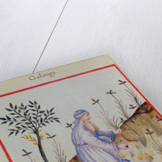 Ms 3054 f.22 Harvesting galangal by Italian School